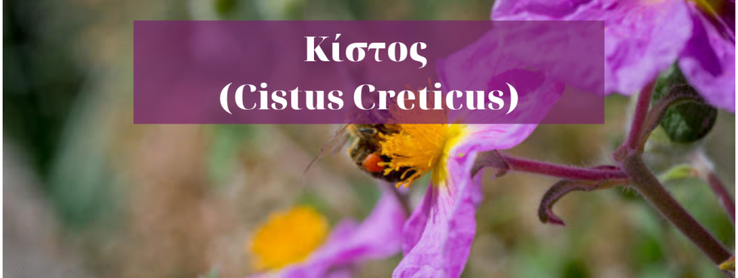 Κίστος (Cistus Creticus)