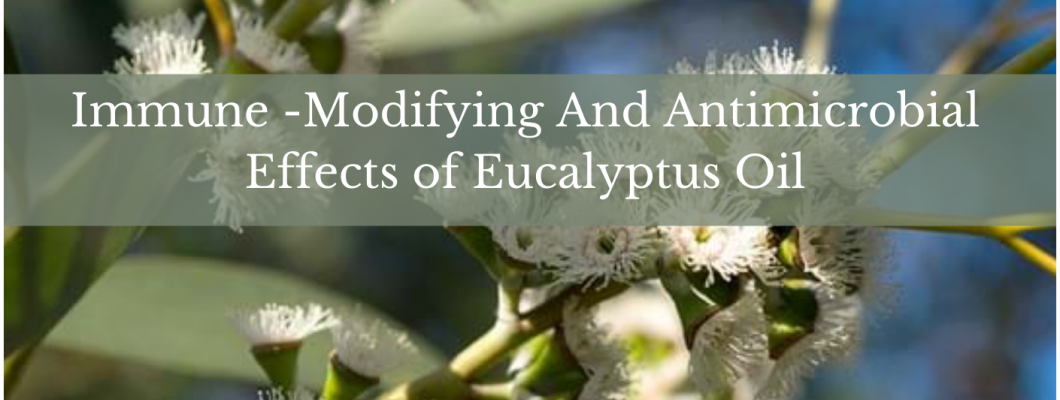 Immune-Modifying And Antimicrobial Effects Of Eucalyptus Oil